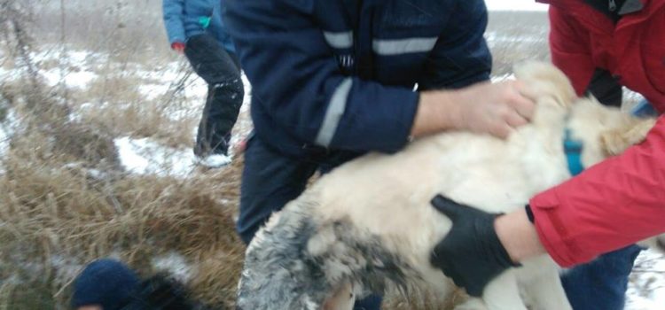 Рівненські вогнеборці врятували золотистого ретривера з п’ятиметрового коллектора Рівненські вогнеборці врятували золотистого ретривера з п’ятиметрового коллектора