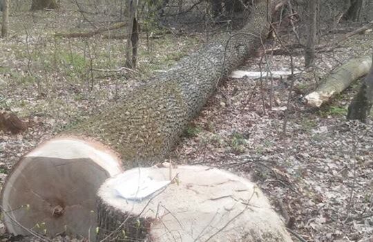 Лісова охорона виявила зловмисників, які намагалися таємно викрасти деревину Лісова охорона виявила зловмисників, які намагалися таємно викрасти деревину
