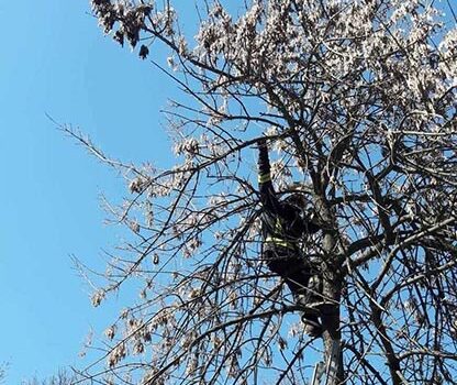 Кота, який сидів на дереві четверту добру зняли рятувальники Кота, який сидів на дереві четверту добру зняли рятувальники