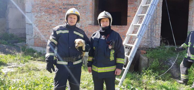 Рівненські рятувальники дістали цуценя, що впало між бетонними плитами недобудови Рівненські рятувальники дістали цуценя, що впало між бетонними плитами недобудови
