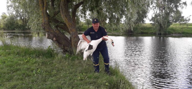 На Рівненщині рятувальники врятували лебедя від смерті На Рівненщині рятувальники врятували лебедя від смерті