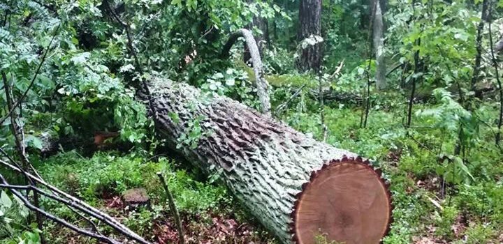 На Рівненщині лісівники затримали двох лісокрадів На Рівненщині лісівники затримали двох лісокрадів