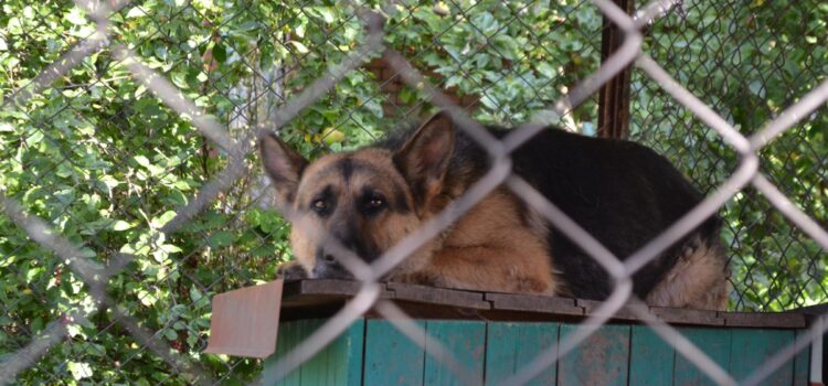 Спецоперація з порятунку: поліцейські та волонтери визволяли покинуту вівчарку (ВІДЕО) Спецоперація з порятунку: поліцейські та волонтери визволяли покинуту вівчарку (ВІДЕО)