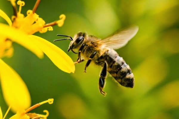 Передбачені виплати спеціальної бюджетної дотації за наявні бджолосім’ї